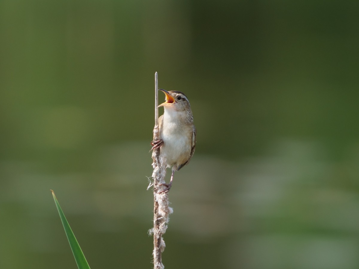 Marsh Wren - Sandra Miniaci