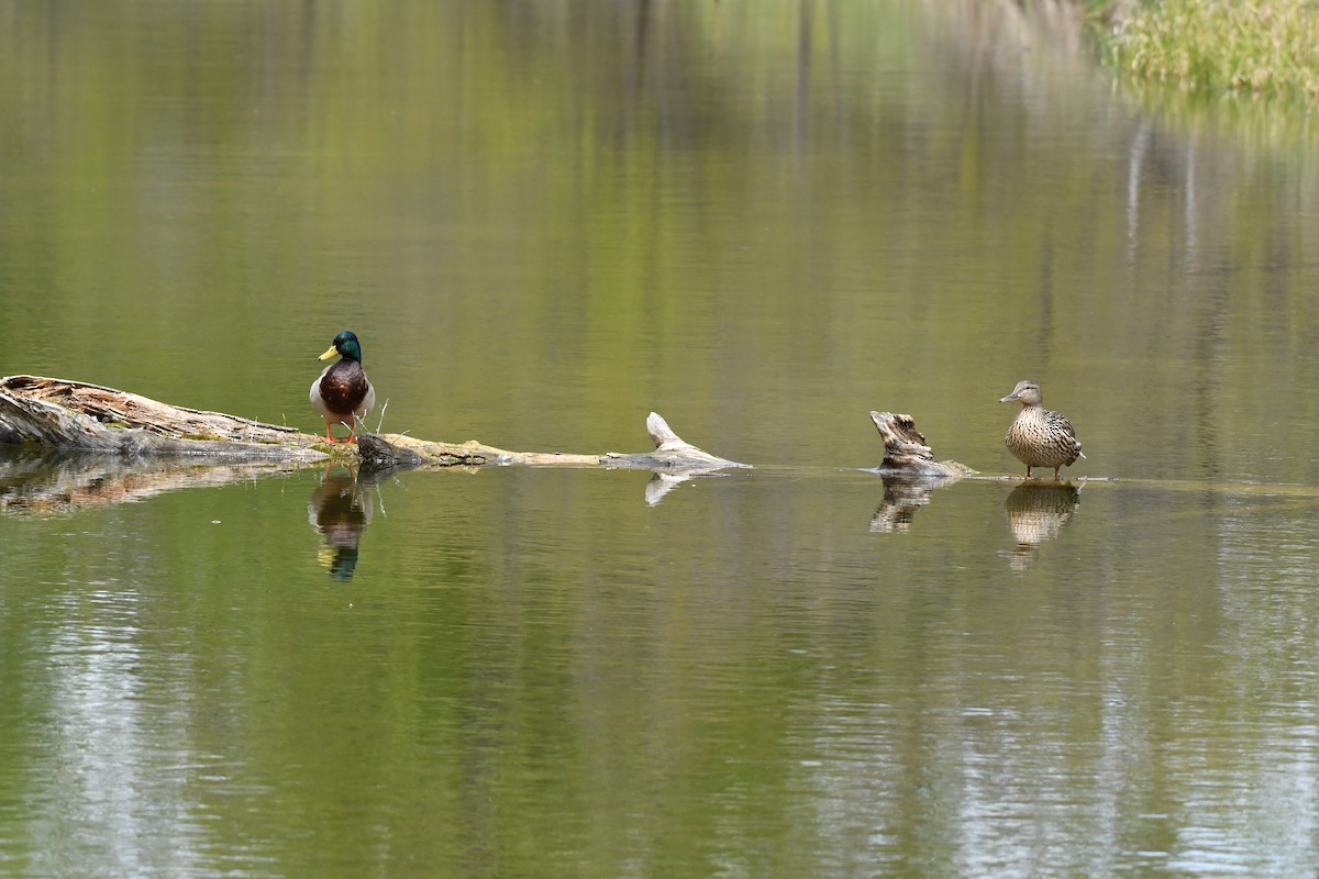 Mallard - Ausilia Piperni