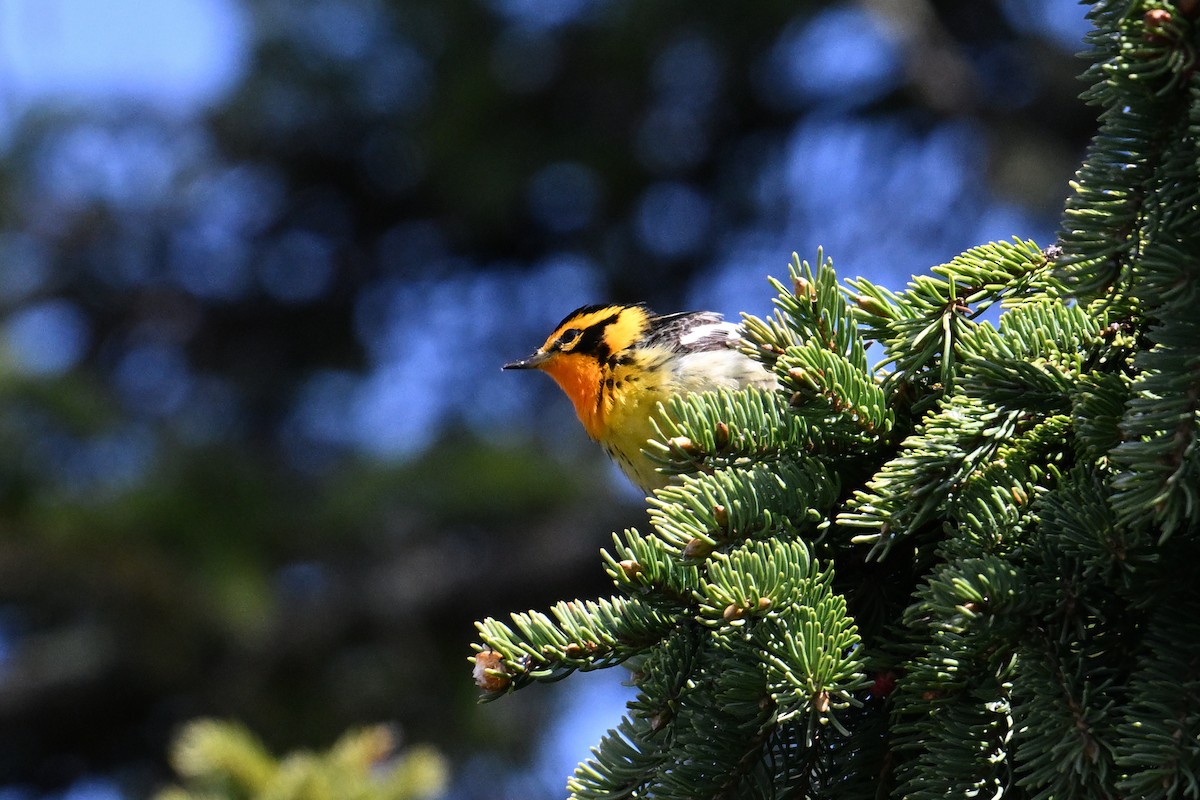 Blackburnian Warbler - Trey Weaver