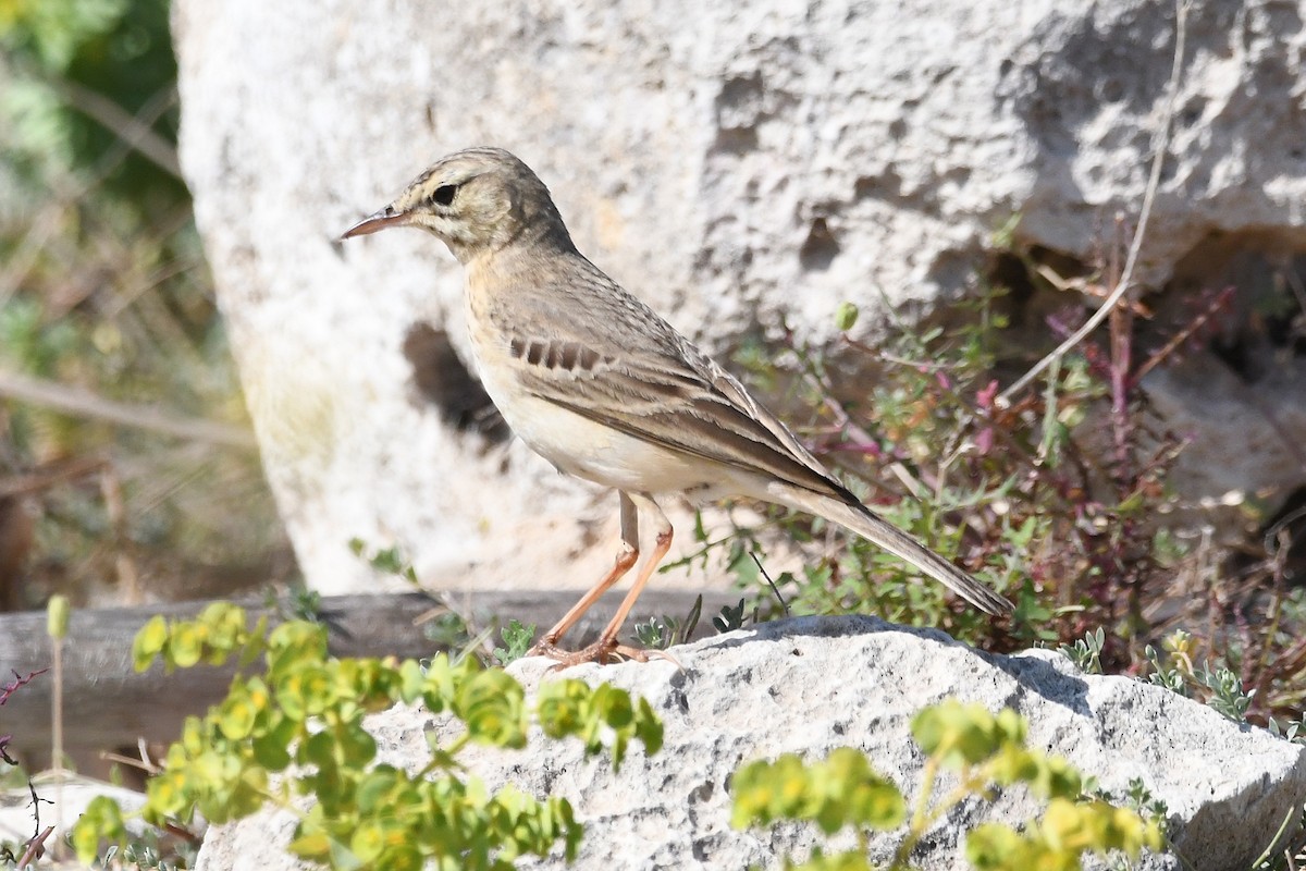 Tawny Pipit - Juan José  Bazan Hiraldo