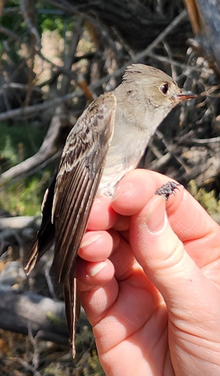 Western Wood-Pewee - Nancy Cox