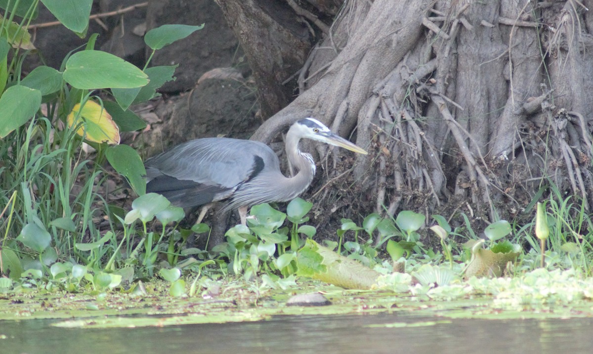 Great Blue Heron - Storm Borum