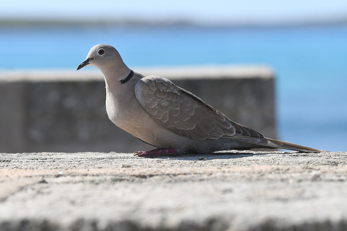 Eurasian Collared-Dove - Juan José  Bazan Hiraldo