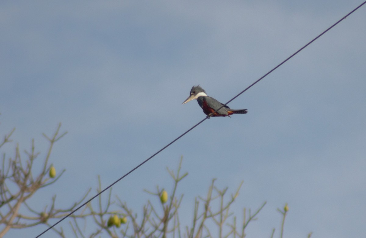 Ringed Kingfisher - ML619457725