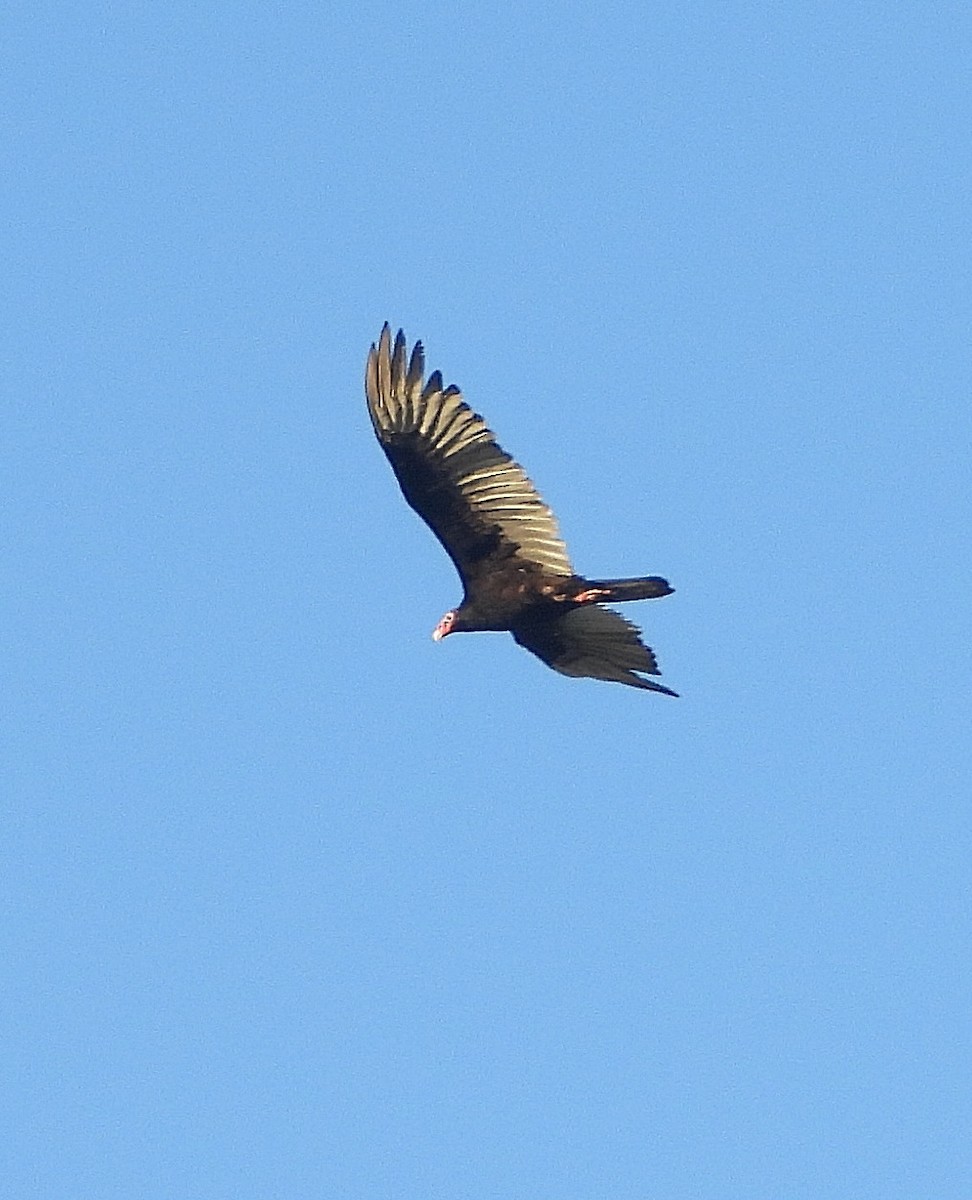 Turkey Vulture - Jay Huner