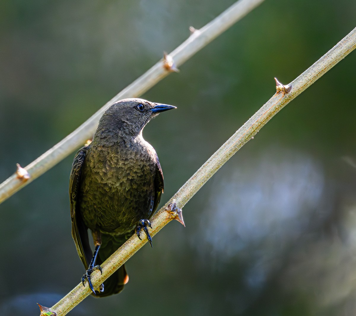 Brewer's Blackbird - Ken Miracle