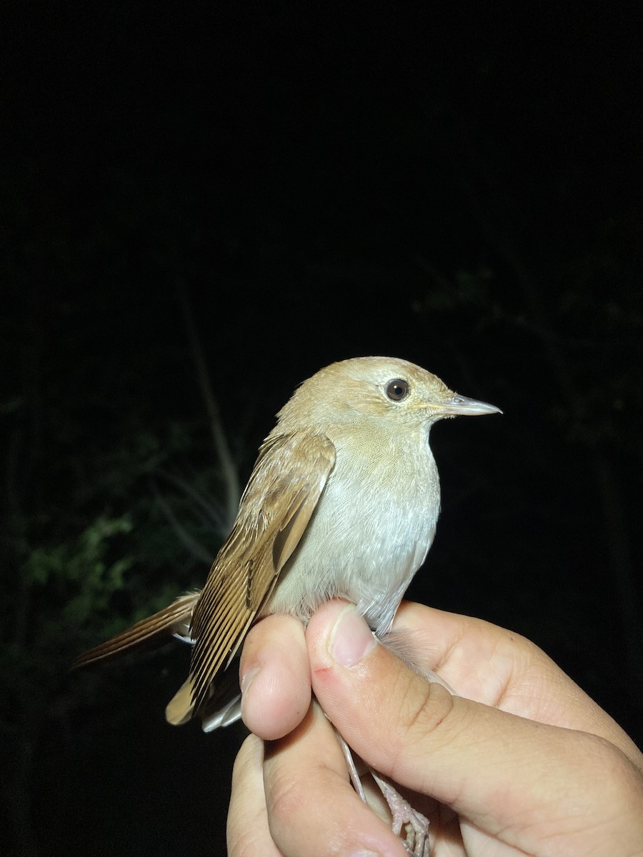 Common Nightingale - Tomáš  Oplocký