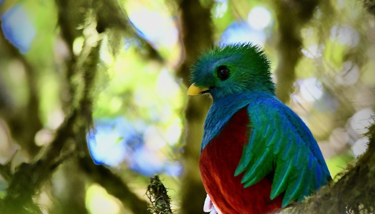 Resplendent Quetzal - ML619457741