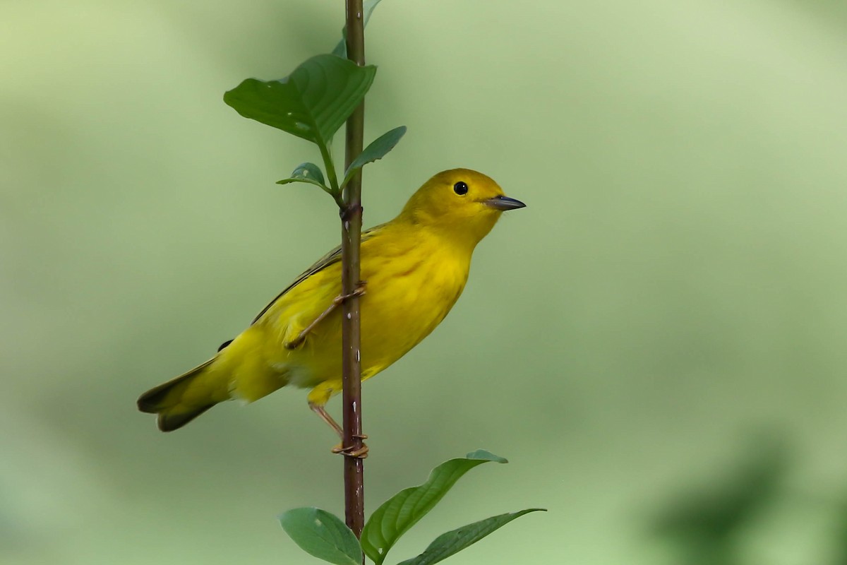 Yellow Warbler - François Rivet