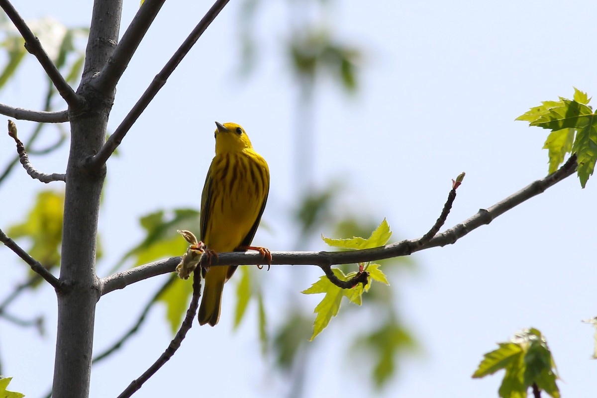 Yellow Warbler - François Rivet