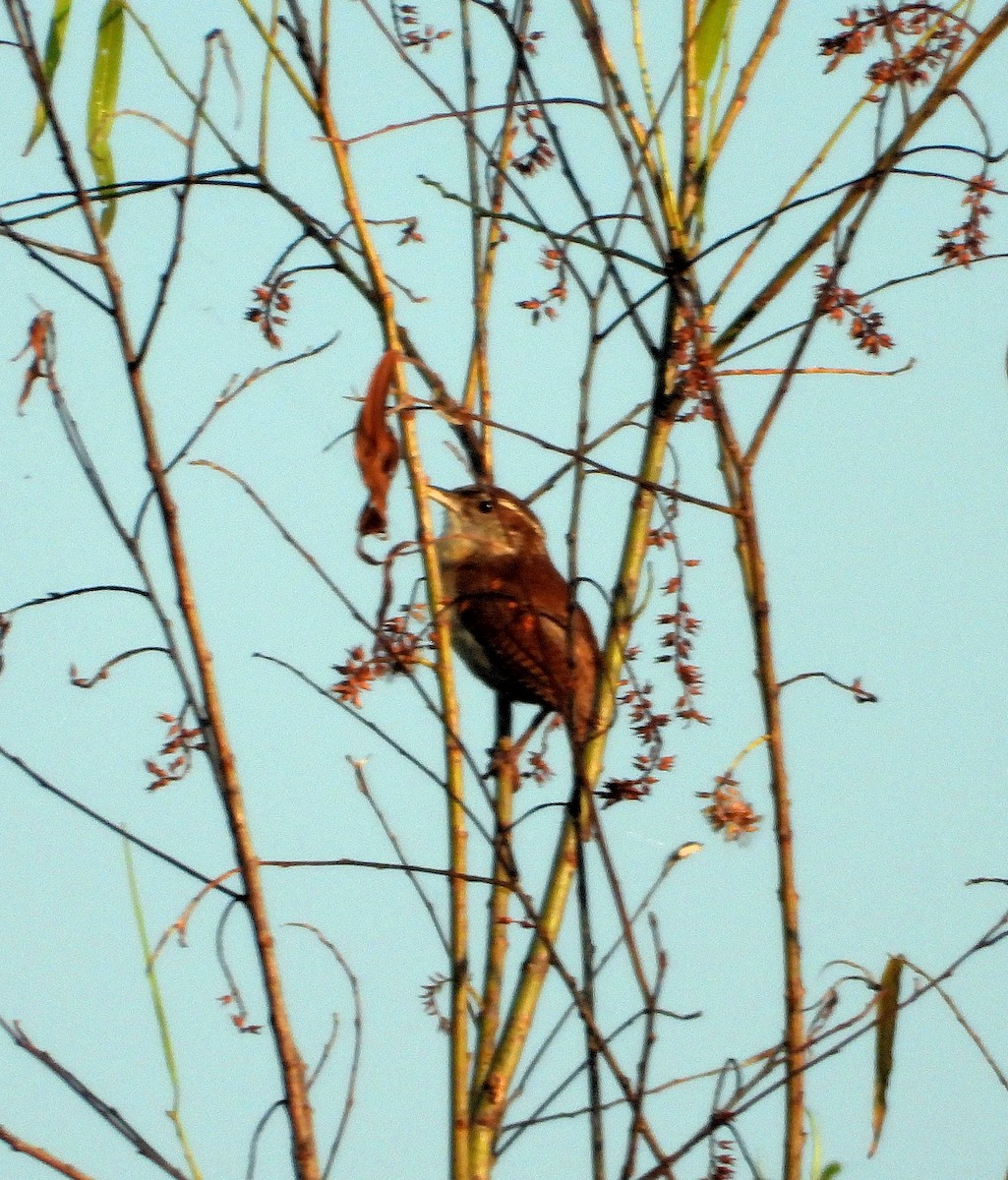 Carolina Wren - Jay Huner