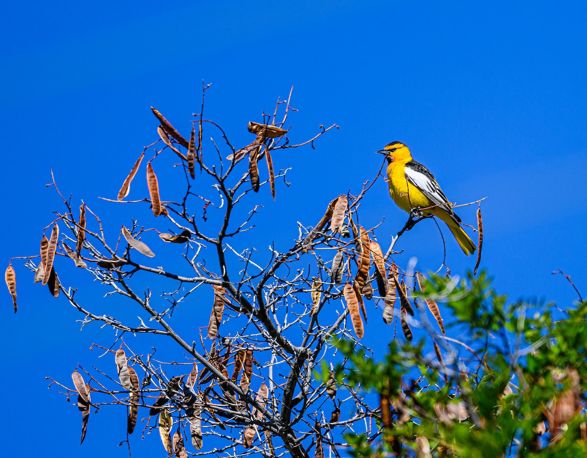 Bullock's Oriole - Ken Miracle