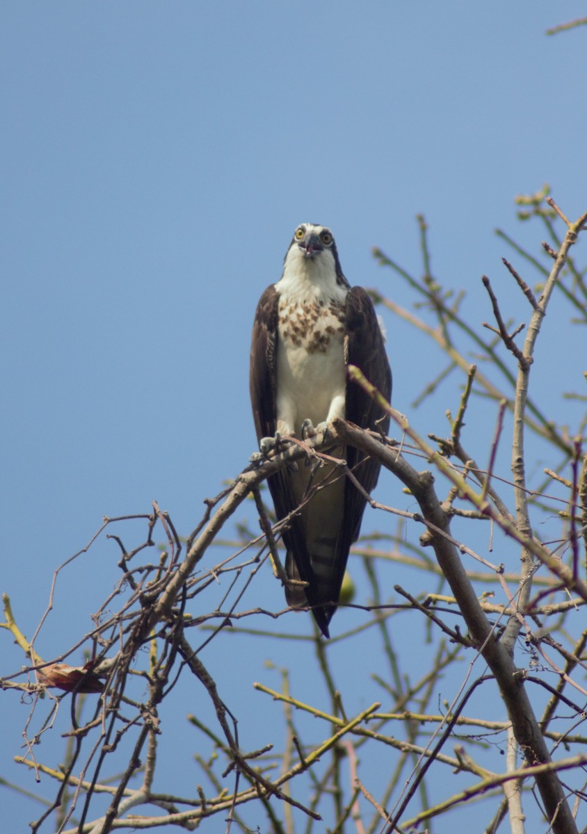 Águila Pescadora - ML619457753