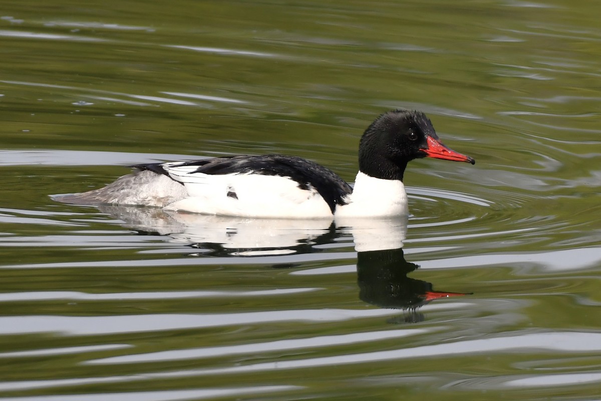 Common Merganser - Ausilia Piperni