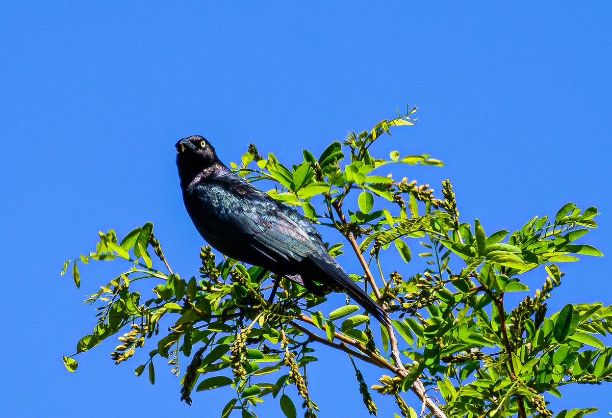 Brewer's Blackbird - Ken Miracle