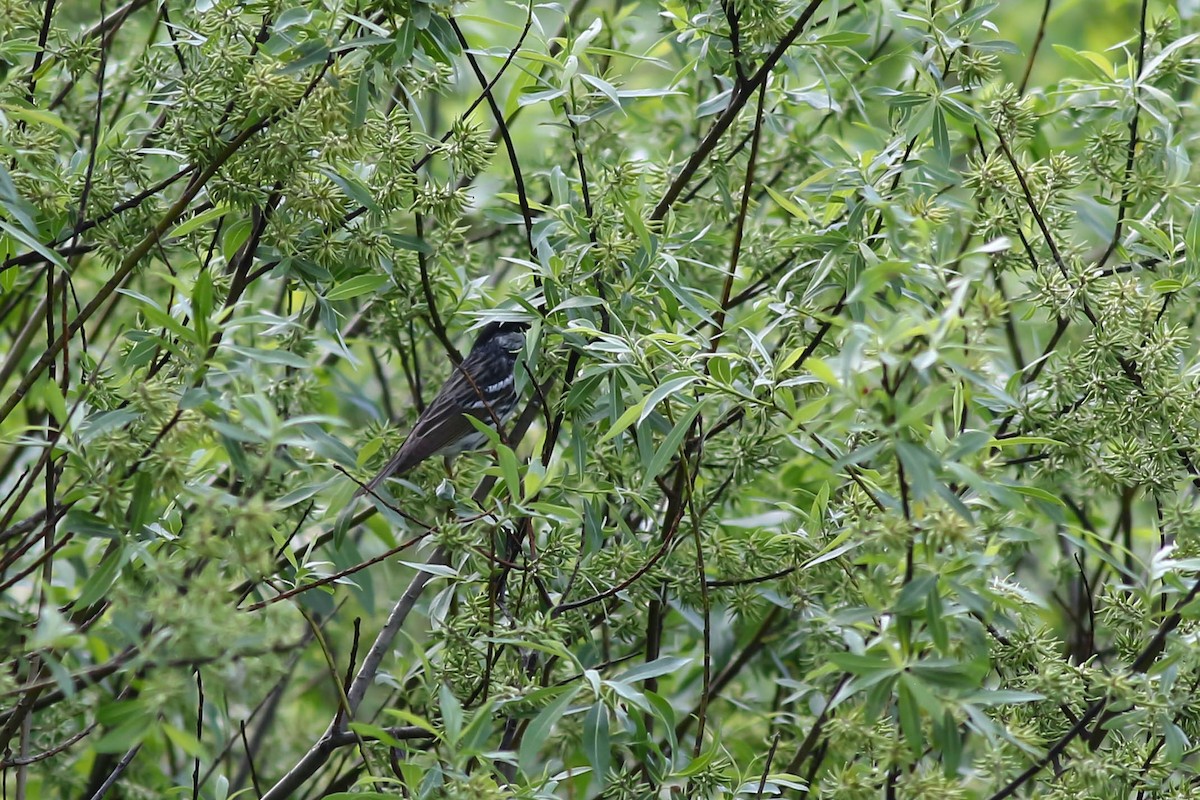 Blackpoll Warbler - François Rivet