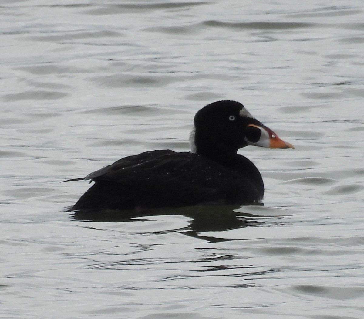 Surf Scoter - Michael Collings