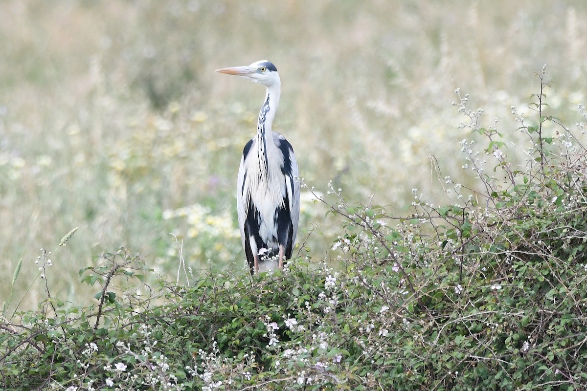 Gray Heron - Juan José  Bazan Hiraldo