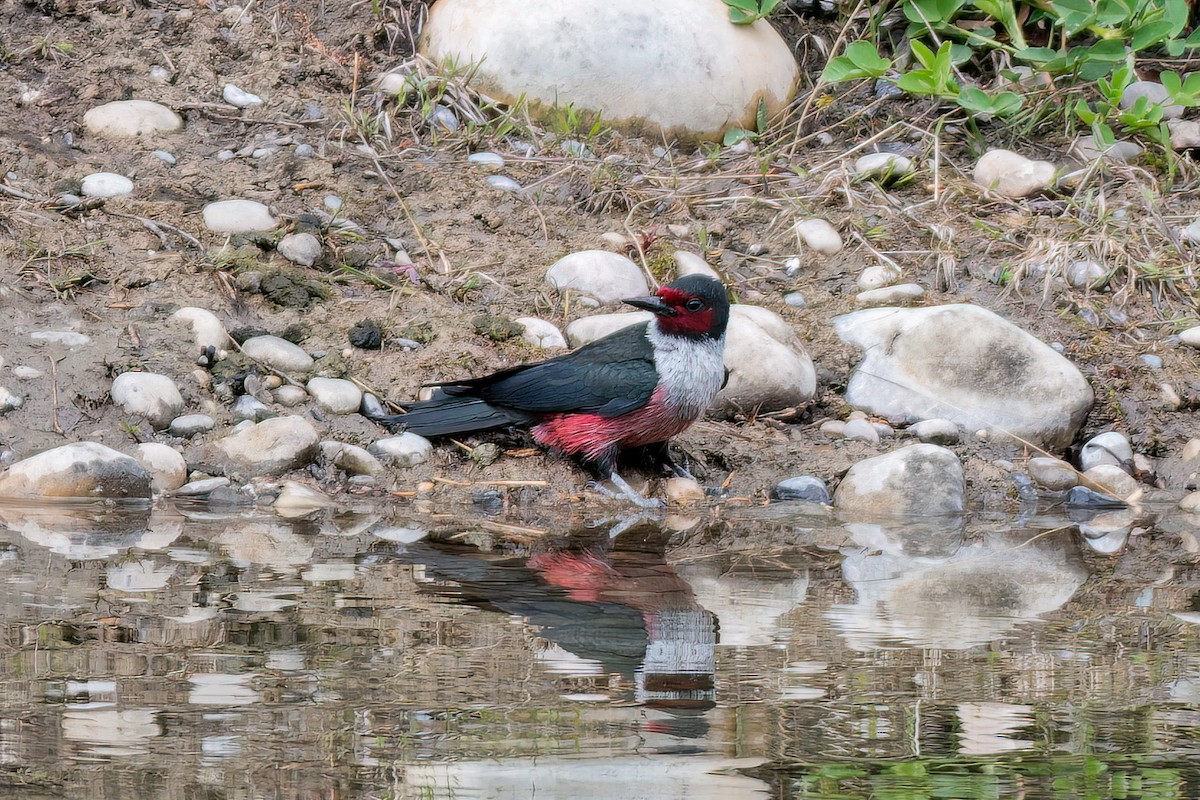 Lewis's Woodpecker - Ausilia Piperni