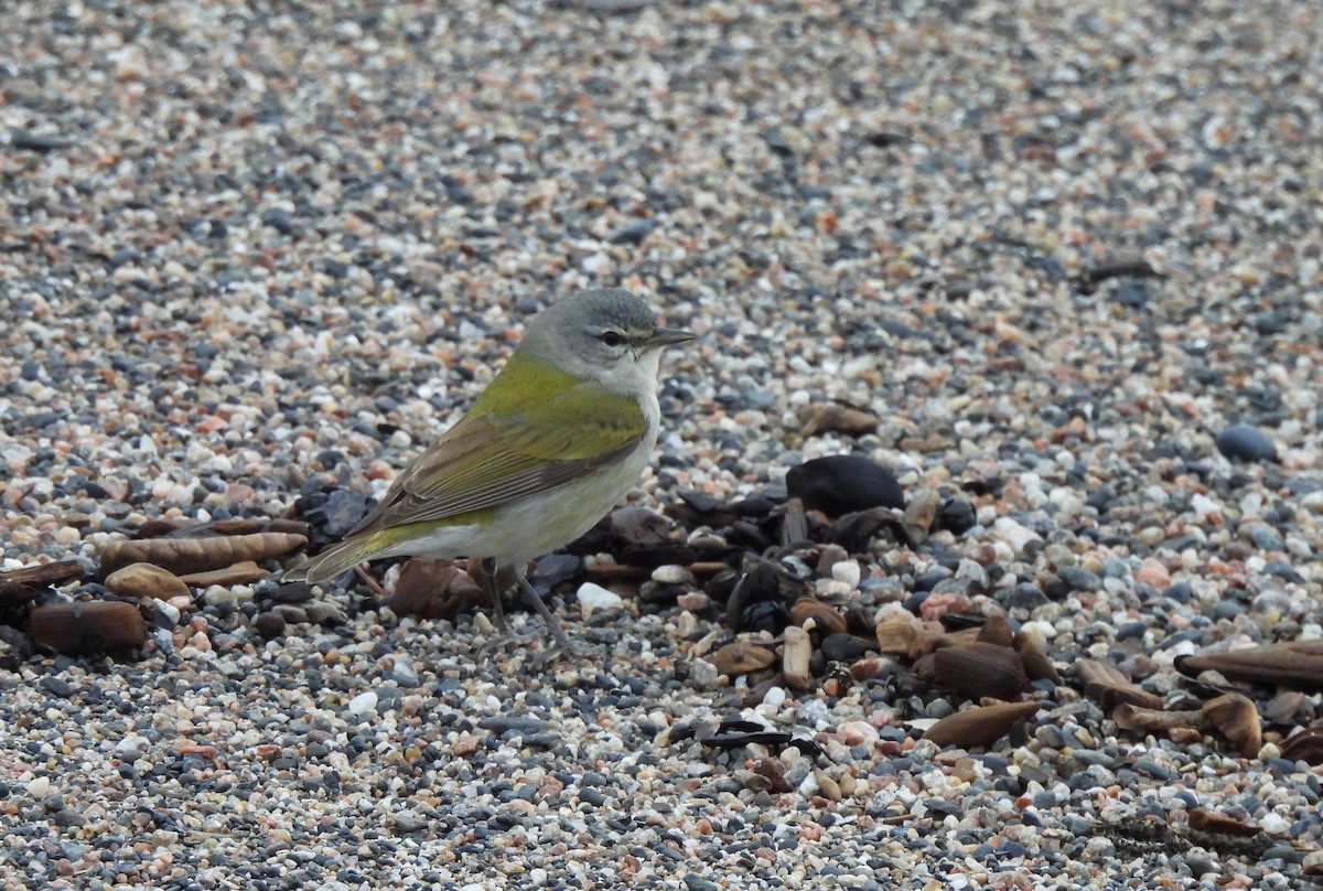 Tennessee Warbler - Pegg & Mark Campbell