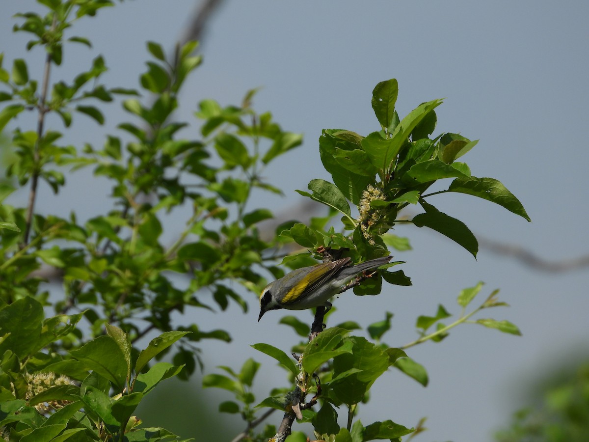 Golden-winged Warbler - Jocelyn Grenon