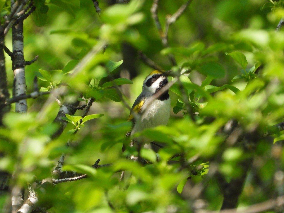 Golden-winged Warbler - Jocelyn Grenon