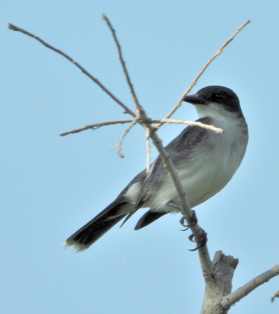 Eastern Kingbird - Jay Huner