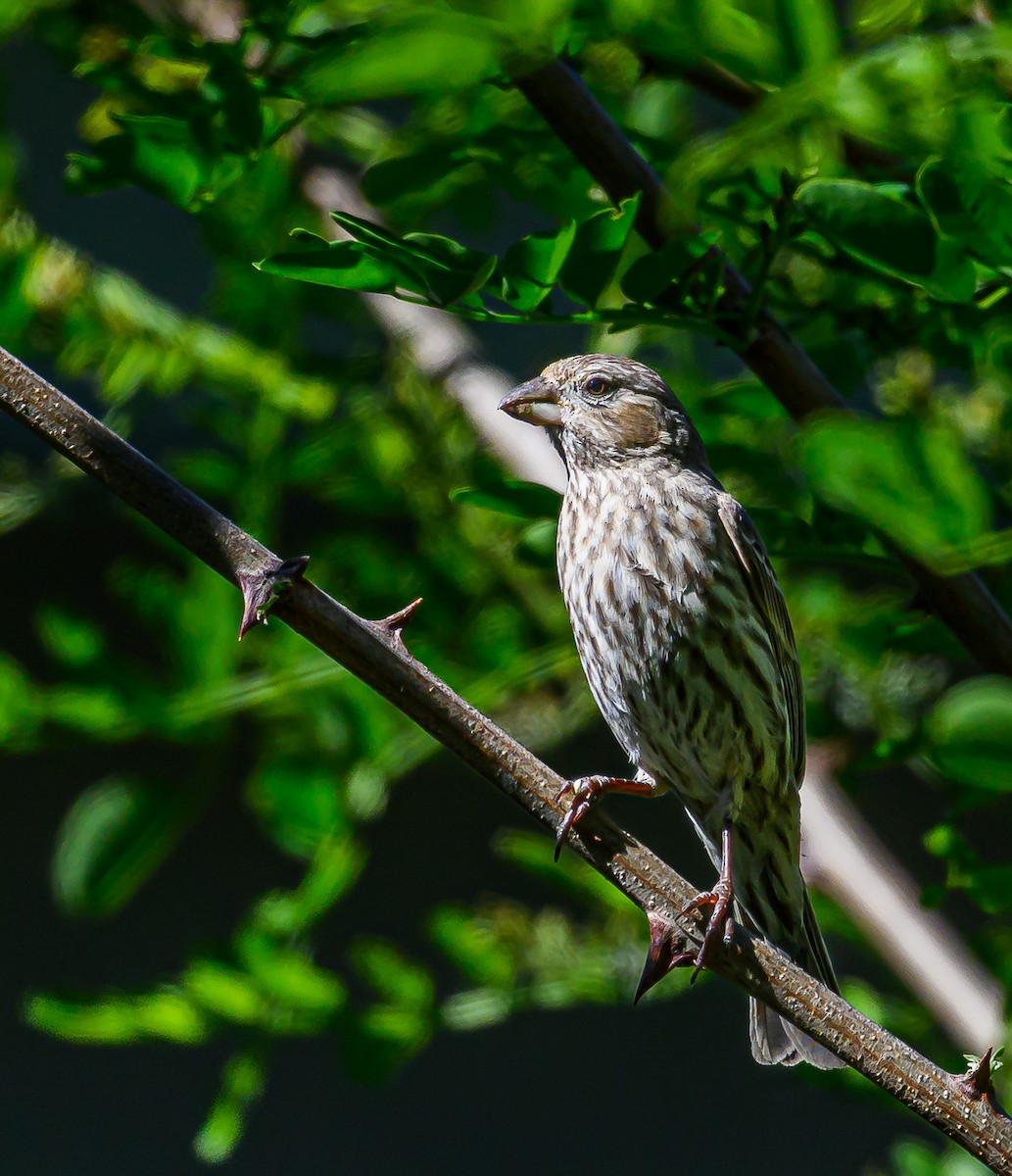 House Finch - Ken Miracle