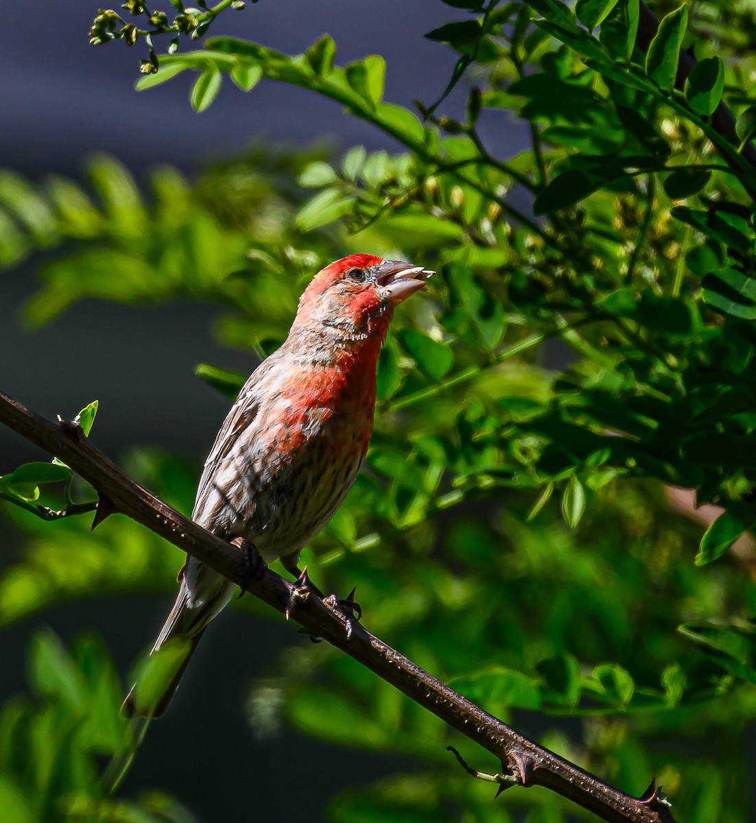 House Finch - Ken Miracle