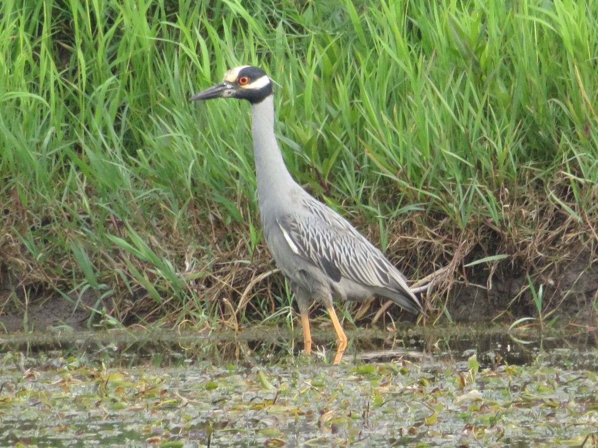 Yellow-crowned Night Heron - Paul Sellin