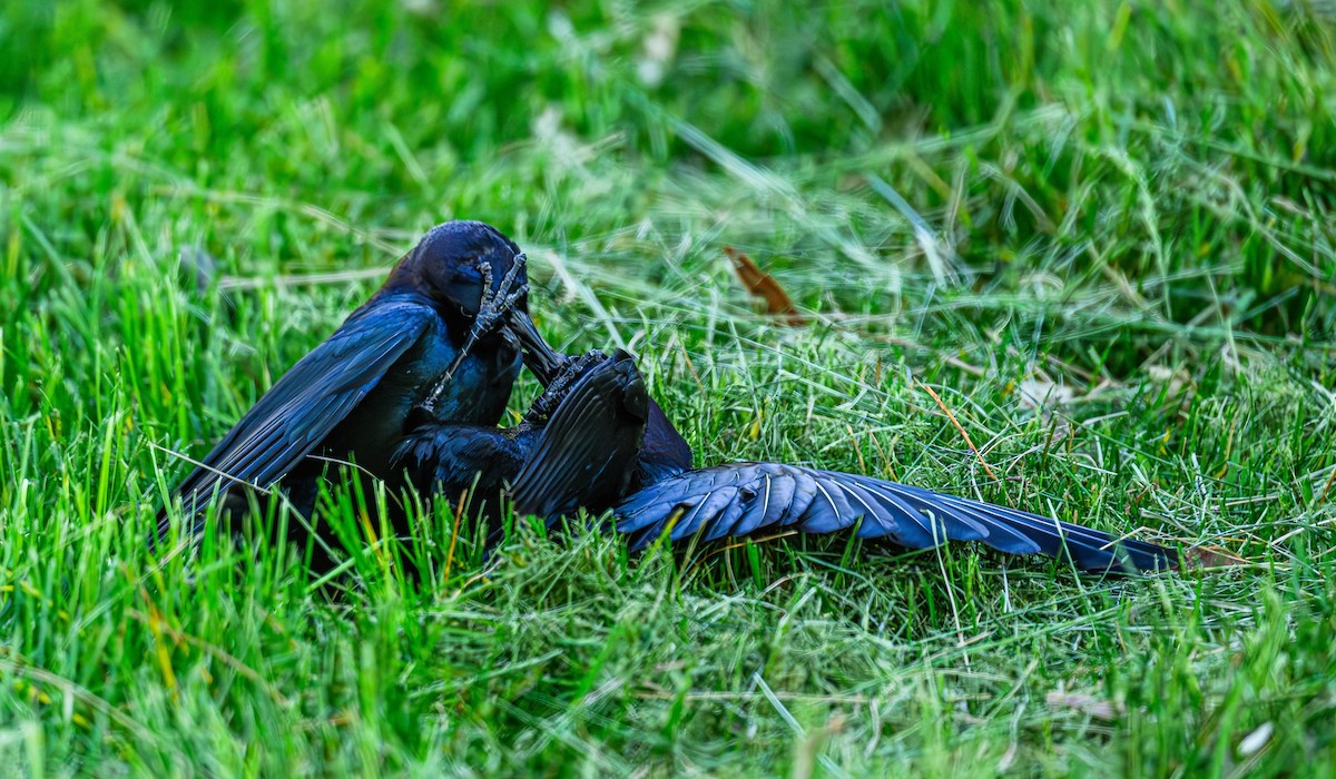 Brewer's Blackbird - Ken Miracle