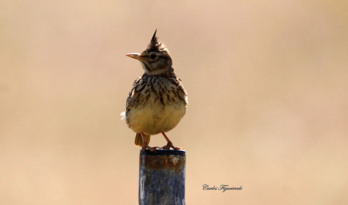 Thekla's Lark - Carlos Figueiredo