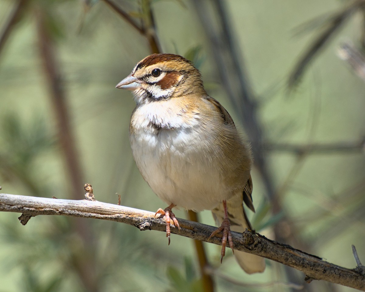 Lark Sparrow - Bartholomew Birdee