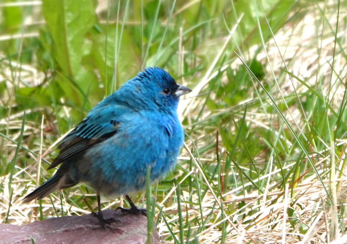 Indigo Bunting - ML619457814