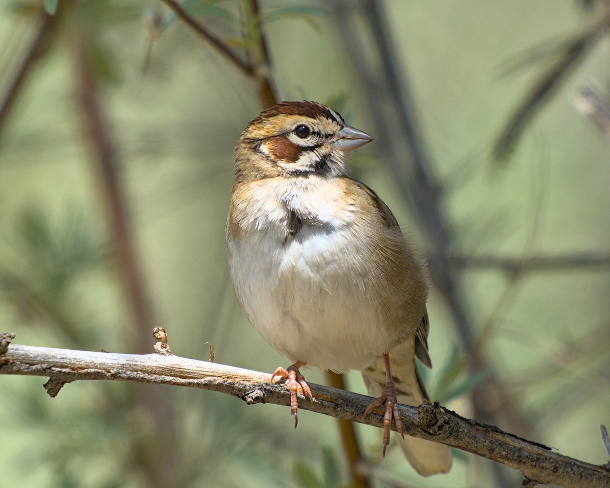 Lark Sparrow - Bartholomew Birdee