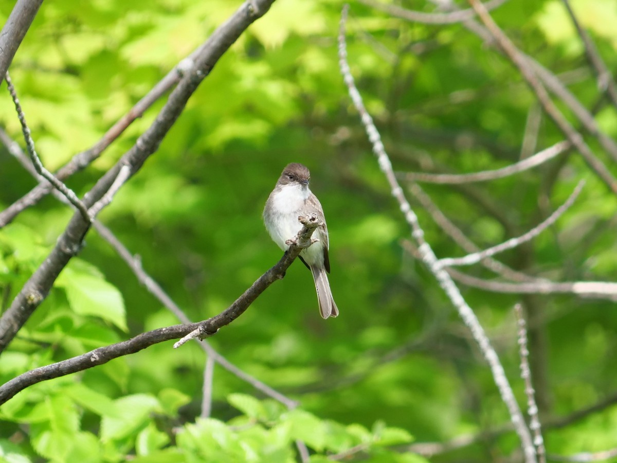 Eastern Phoebe - Sandra Miniaci