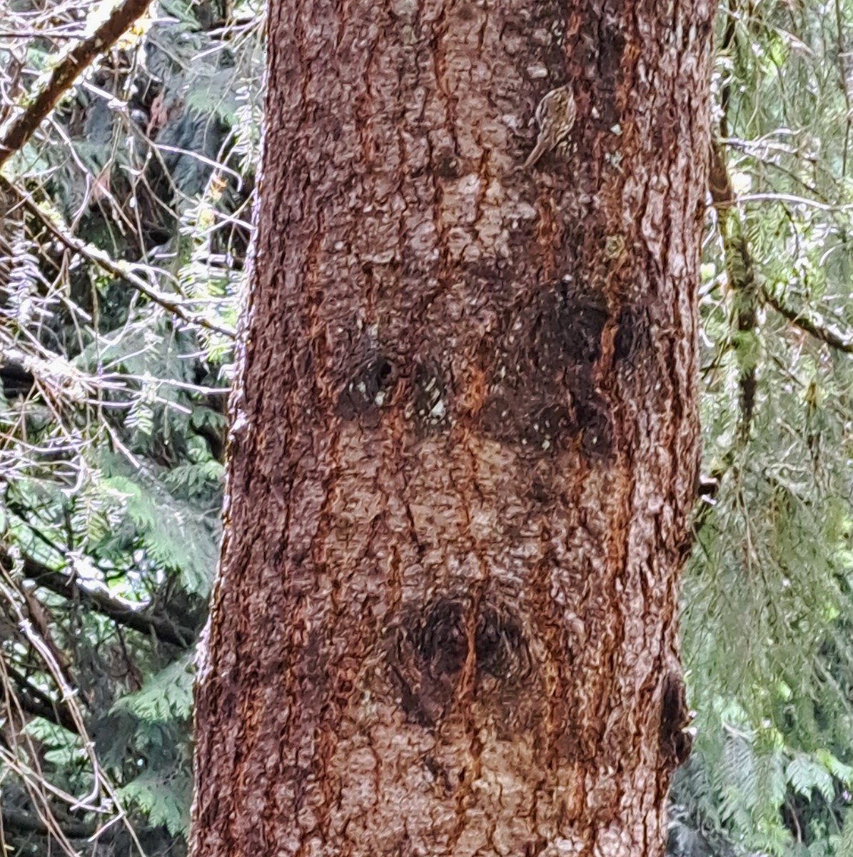 Brown Creeper - Dianne Murray