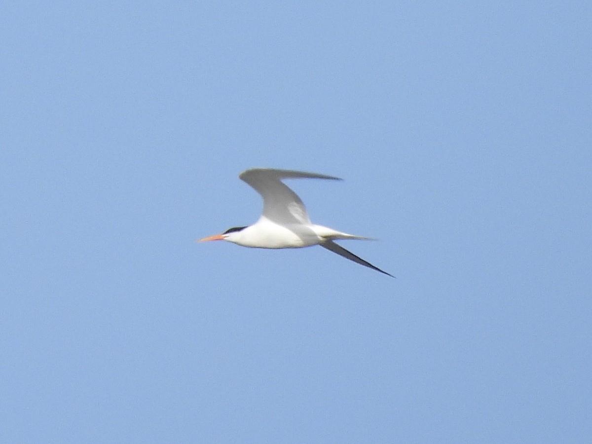 Elegant Tern - ML619457831