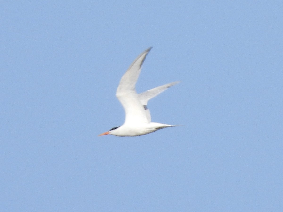 Elegant Tern - ML619457832