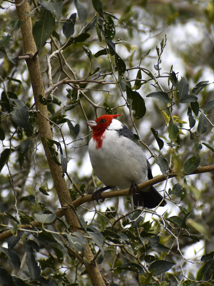 Red-crested Cardinal - María Laura Castro