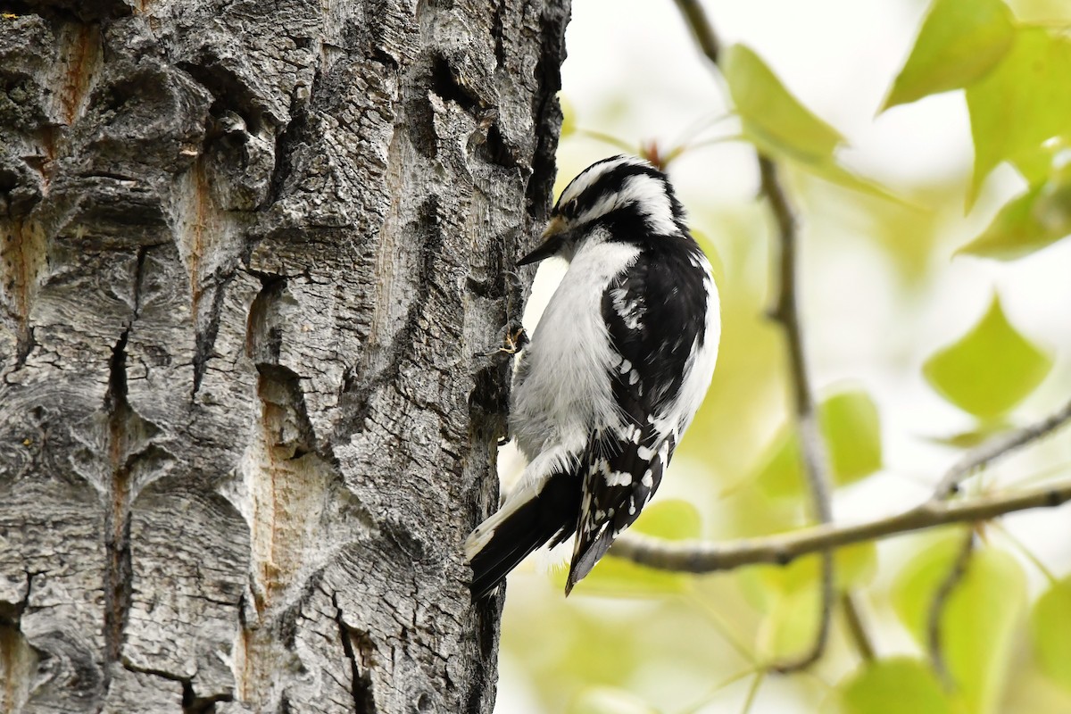 Downy Woodpecker - Ausilia Piperni