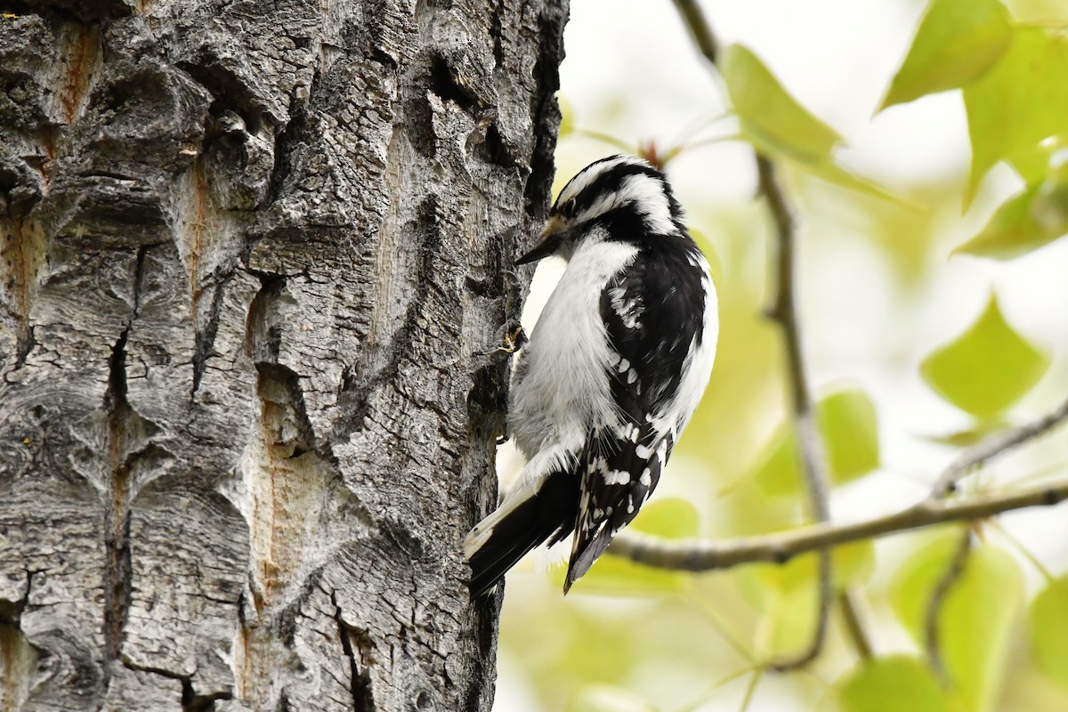 Downy Woodpecker - ML619457851