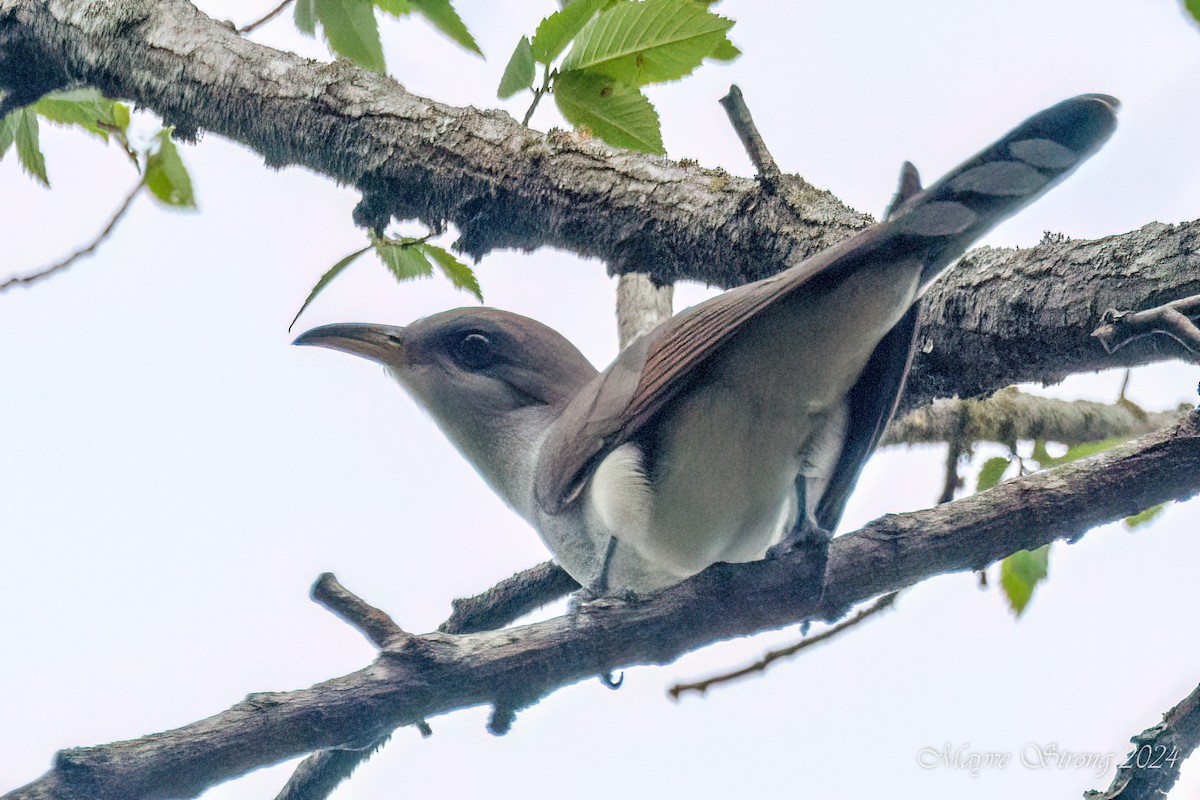 Yellow-billed Cuckoo - Mayve Strong