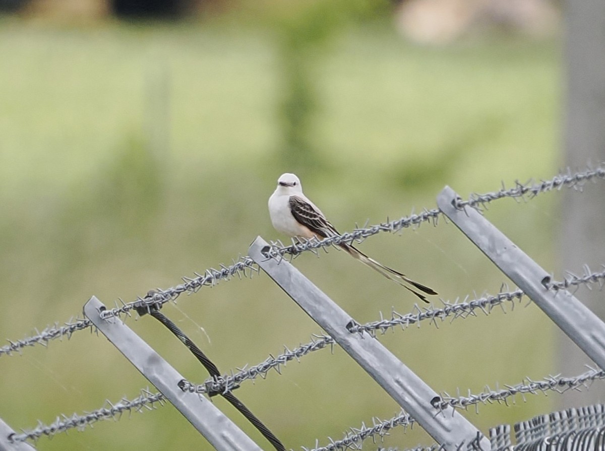 Scissor-tailed Flycatcher - ML619457855