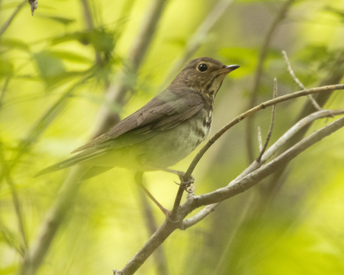 Swainson's Thrush - ML619457859