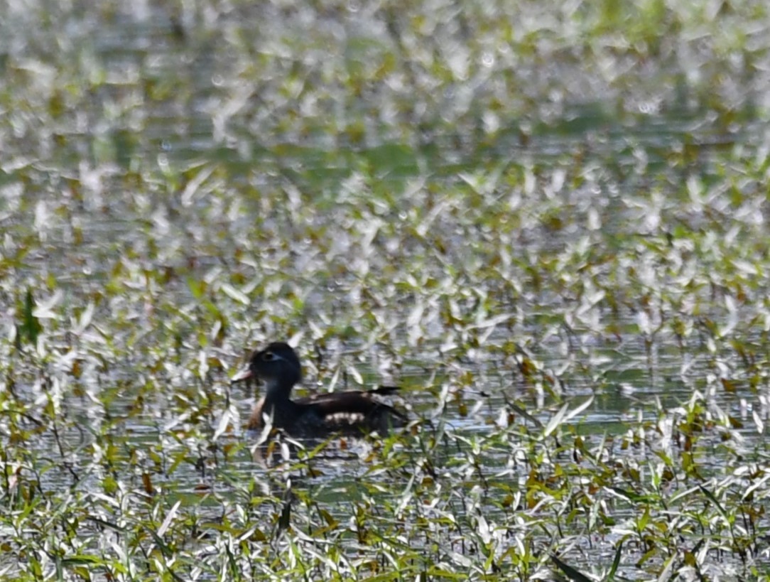 Wood Duck - ML619457864