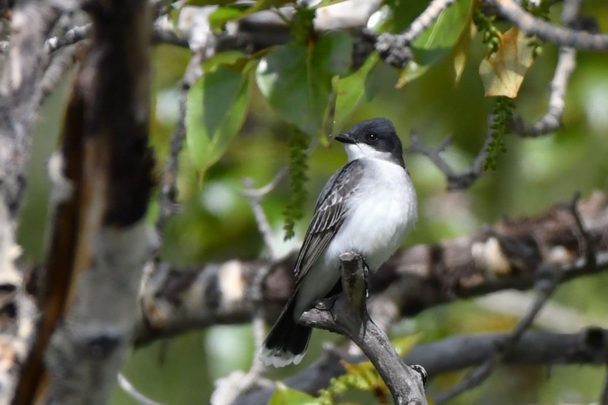 Eastern Kingbird - ML619457865