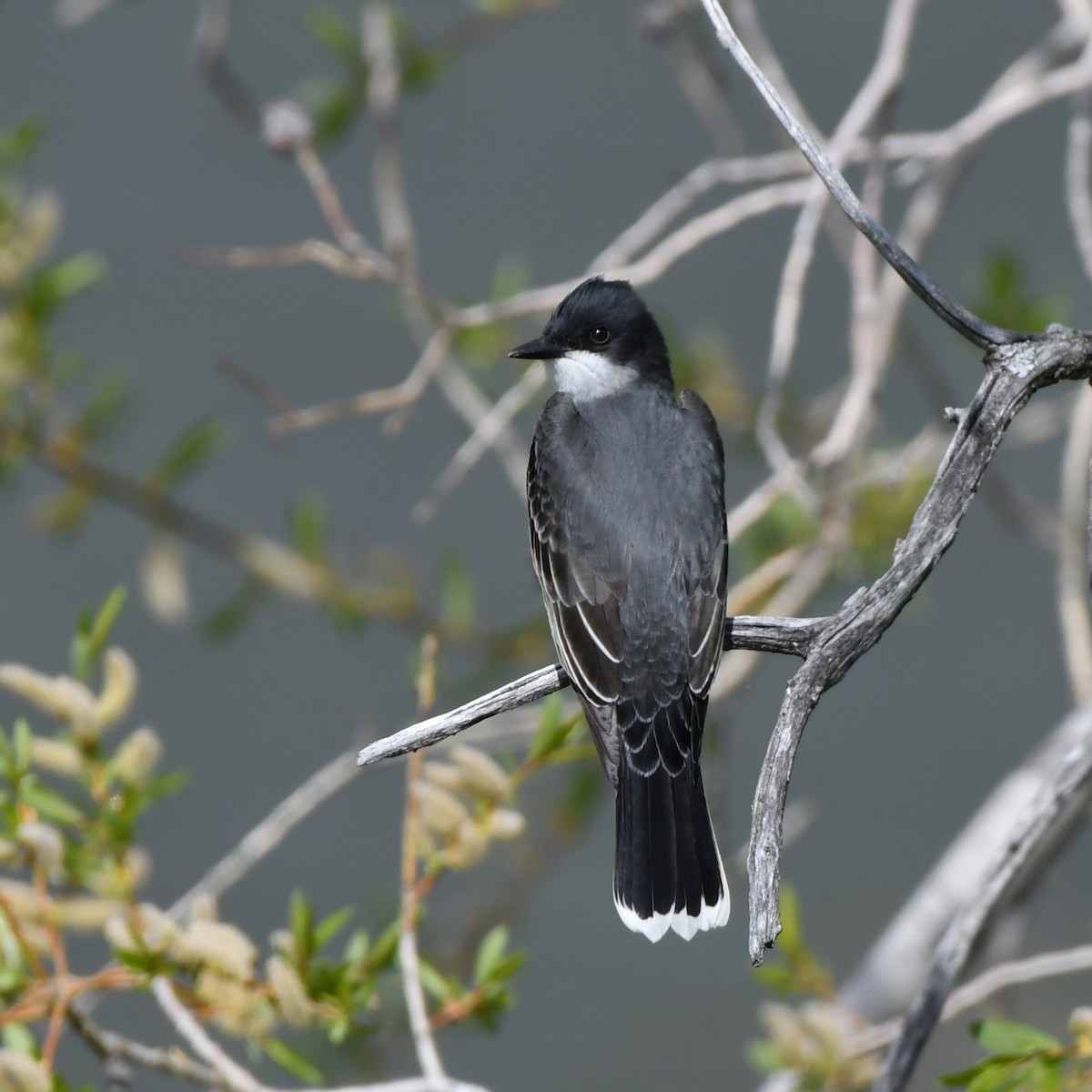 Eastern Kingbird - Ausilia Piperni