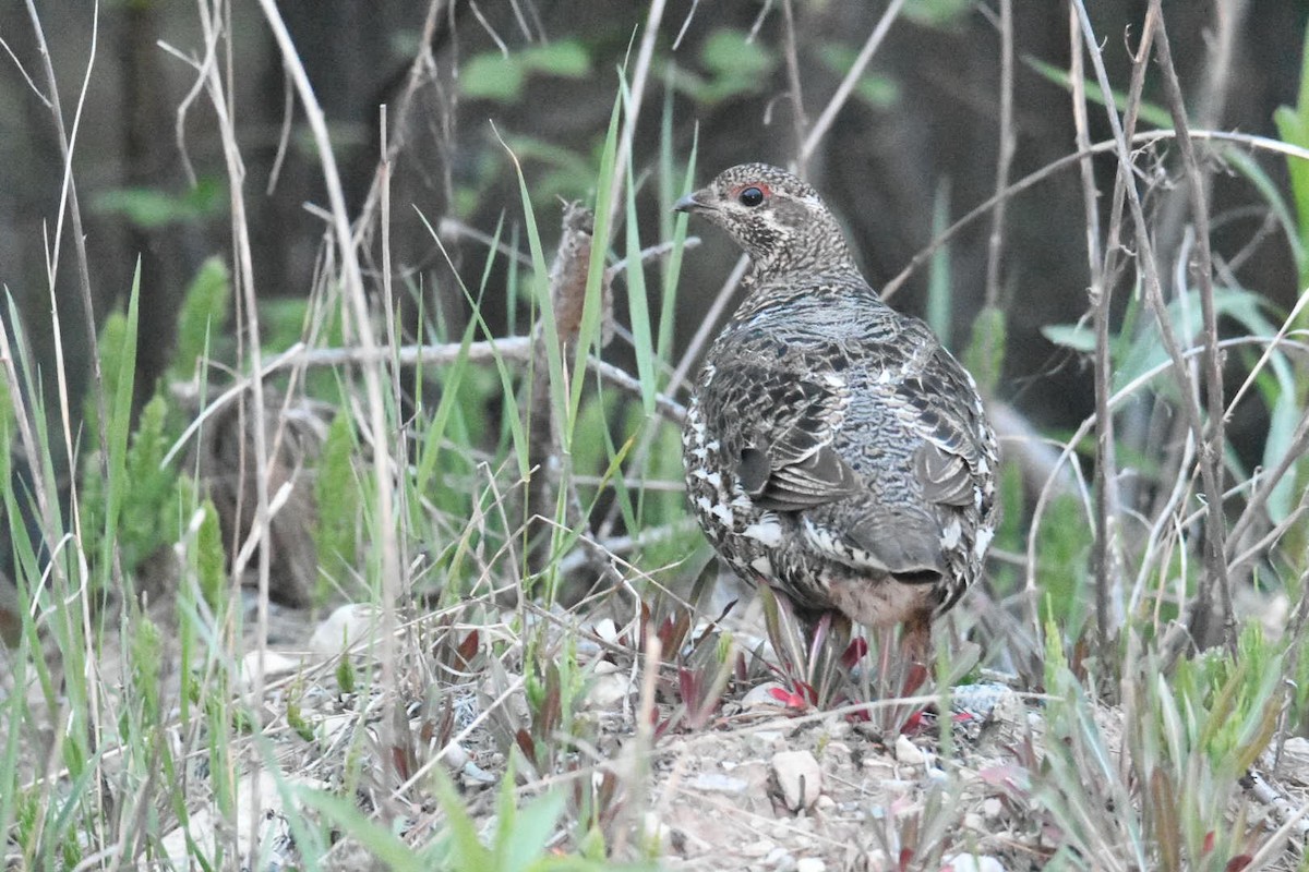 Spruce Grouse - Ezekiel Dobson