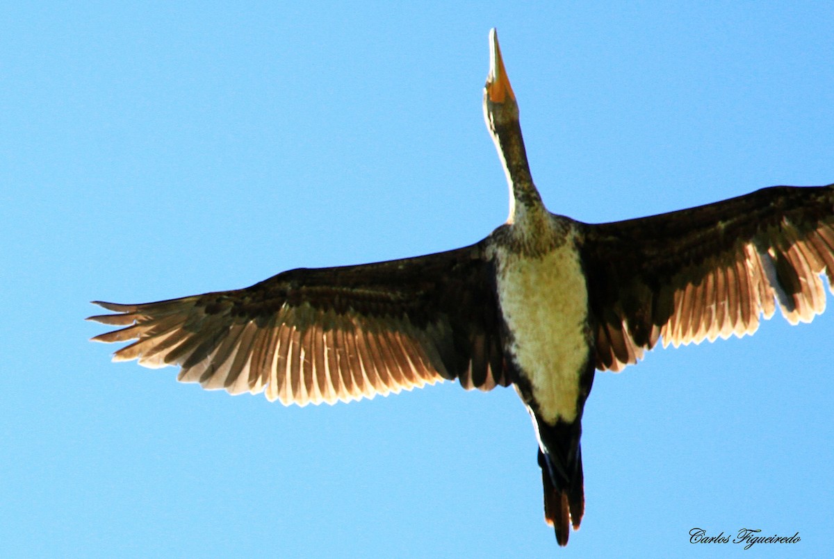 Great Cormorant - Carlos Figueiredo